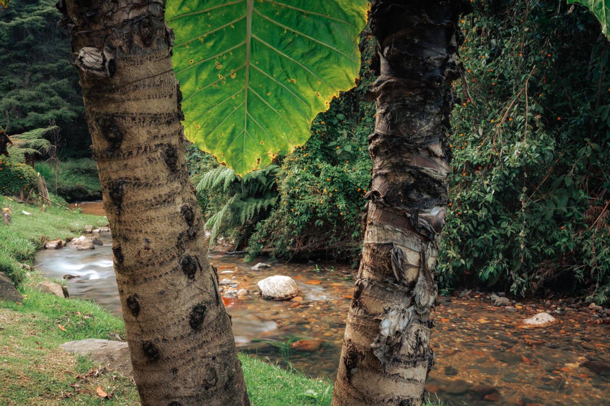 Bubblesky Glamping 15 Min From Medellin Hotel Рионегро Екстериор снимка